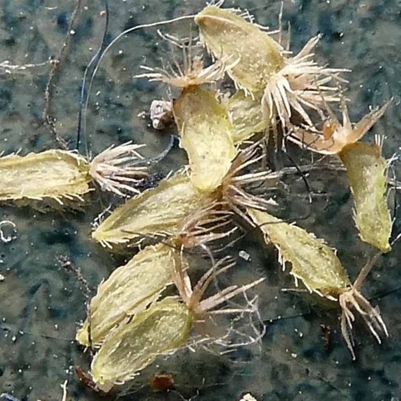 Brachyscome ciliaris var. ciliaris