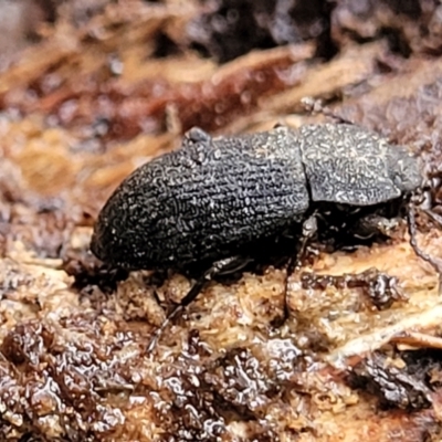 Isopteron sp. (genus)