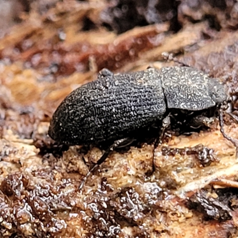 Isopteron sp. (genus)