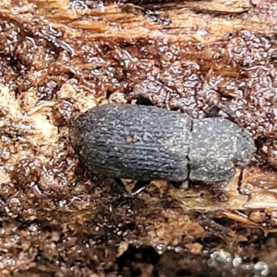 Isopteron sp. (genus)