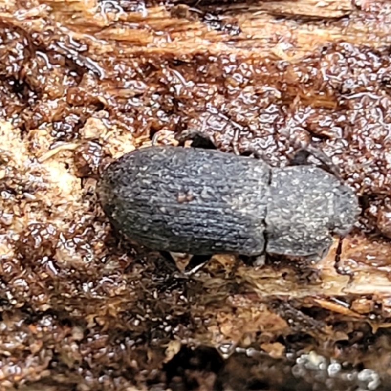 Isopteron sp. (genus)