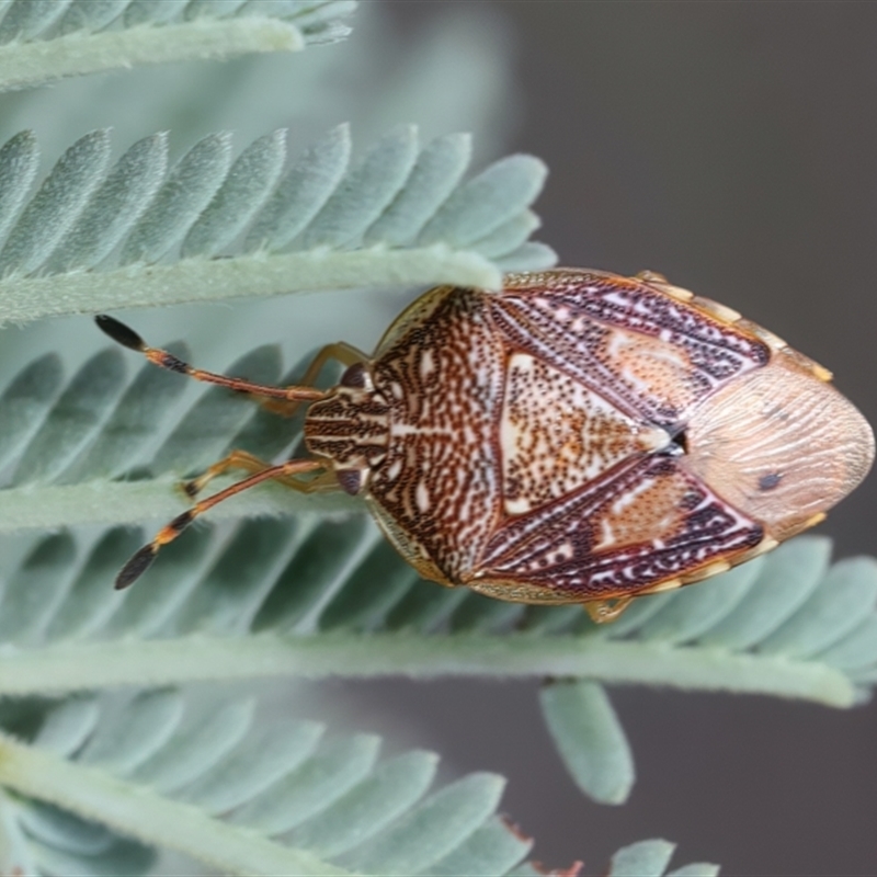 Anischys luteovarius