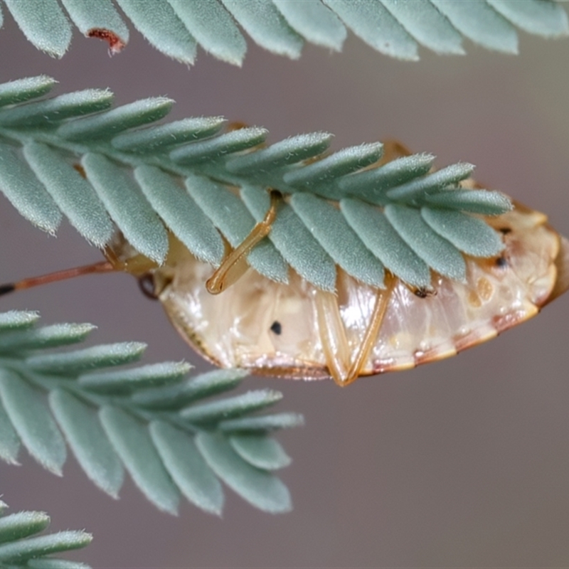 Anischys luteovarius