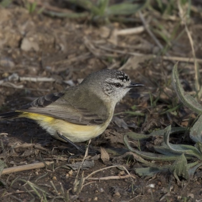 Acanthiza chrysorrhoa