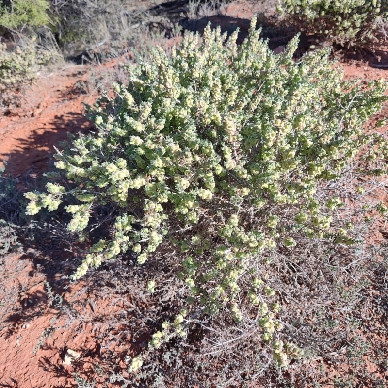 Maireana erioclada