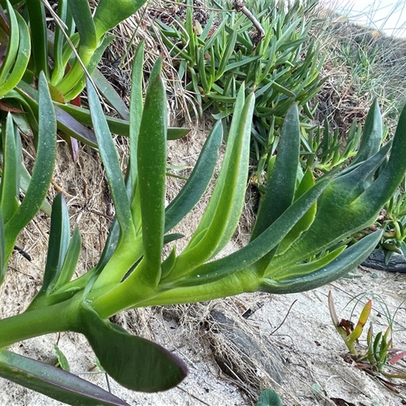 Carpobrotus sp.