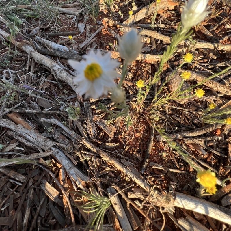 Rhodanthe floribunda