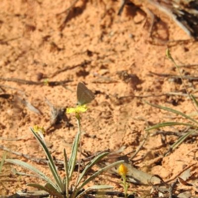 Goodenia willisiana