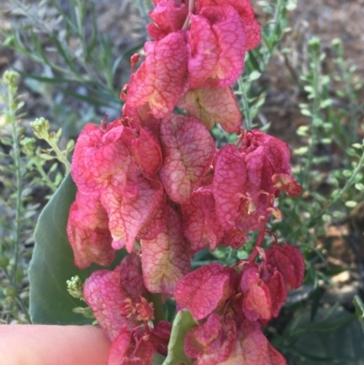 Rumex vesicarius