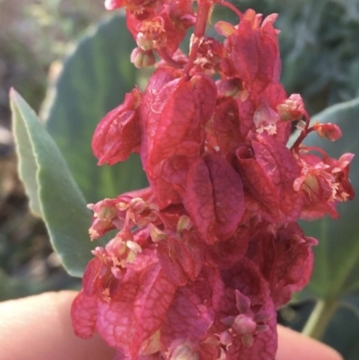 Rumex vesicarius