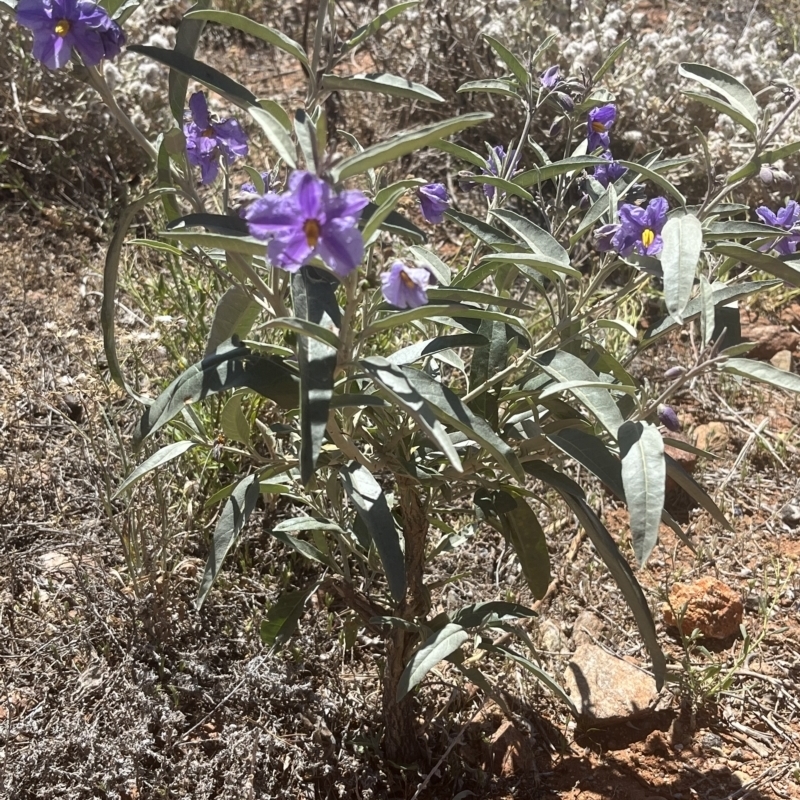 Solanum sturtianum