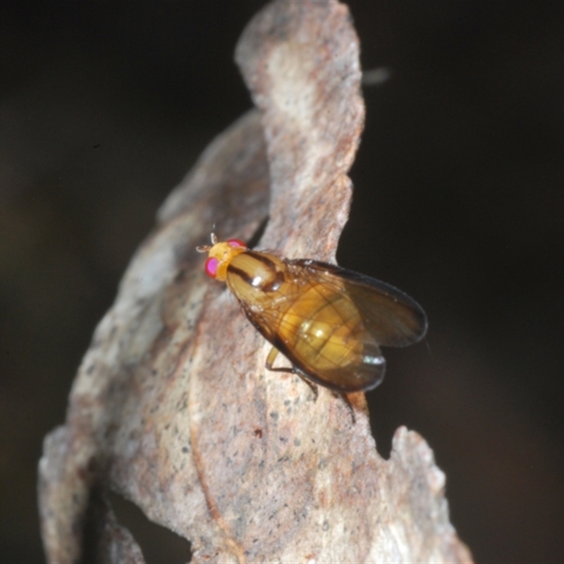 Sapromyza fuscocostata