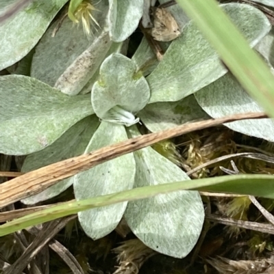 Argyrotegium poliochlorum