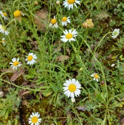 Brachyscome diversifolia var. diversifolia