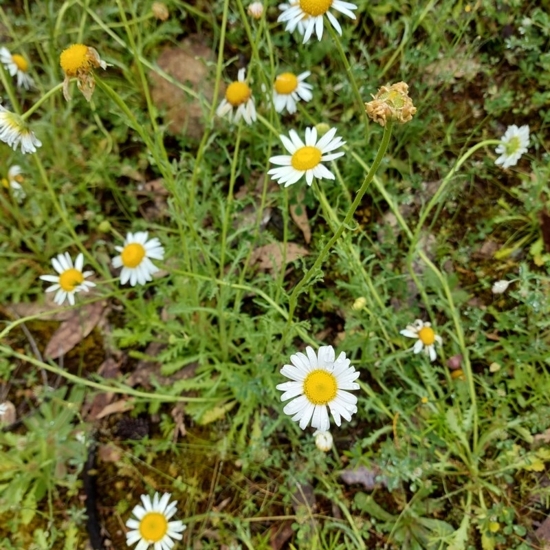 Brachyscome diversifolia var. diversifolia