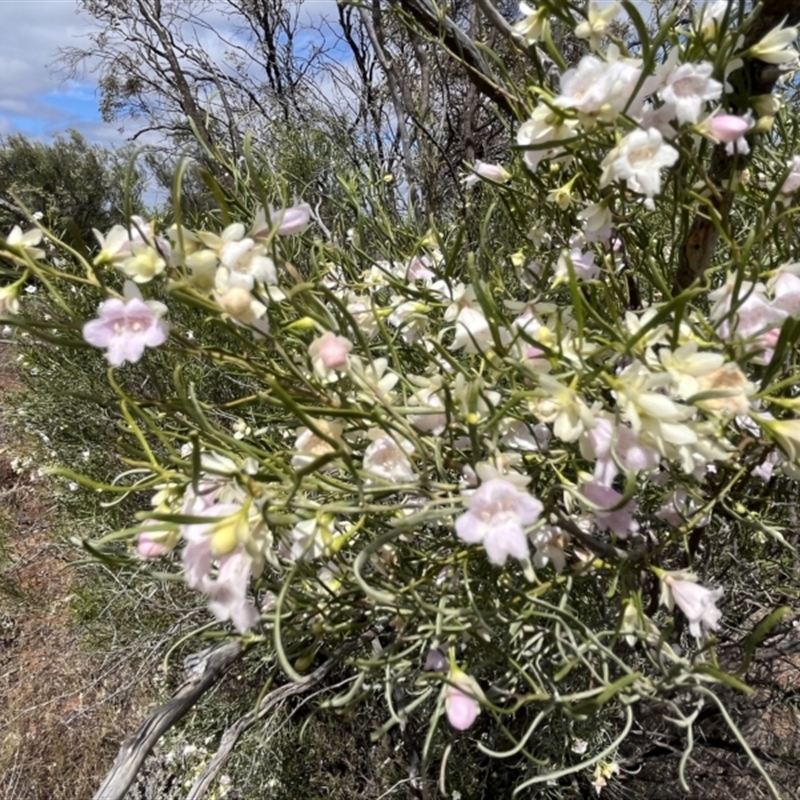 Eremophila sturtii