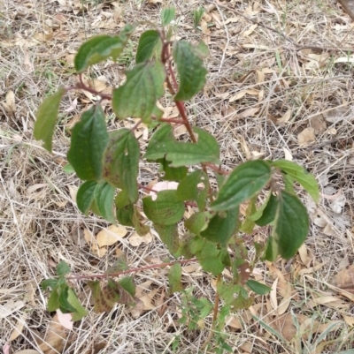 Cornus florida