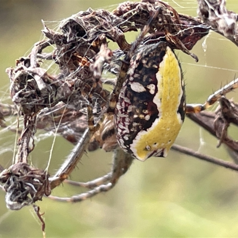 Cyrtophora moluccensis