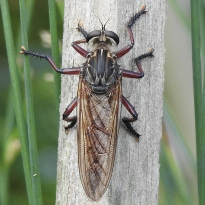 Colepia malleola