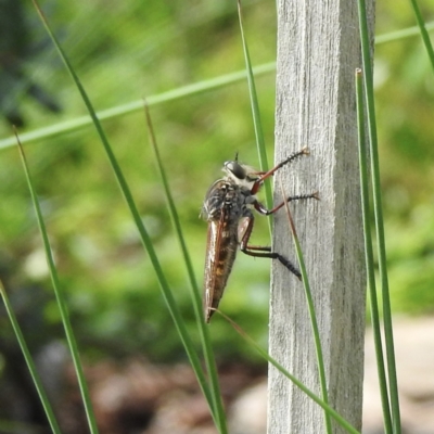 Colepia malleola