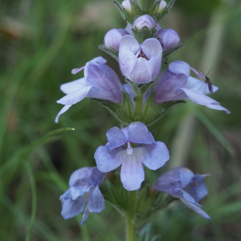 Euphrasia collina subsp. speciosa