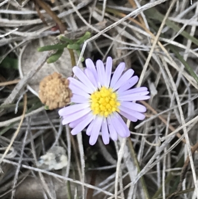 Brachyscome parvula