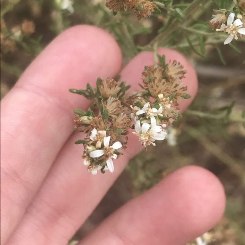 Olearia glutinosa