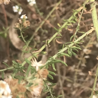 Olearia glutinosa