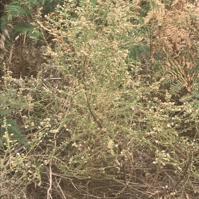 Olearia glutinosa