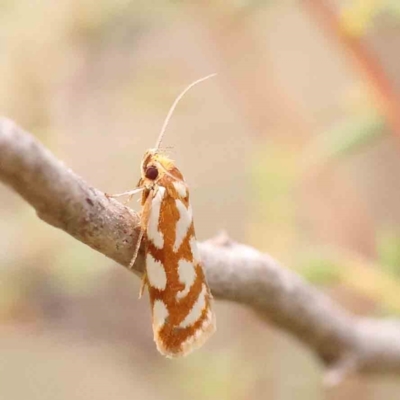 Myrascia bracteatella