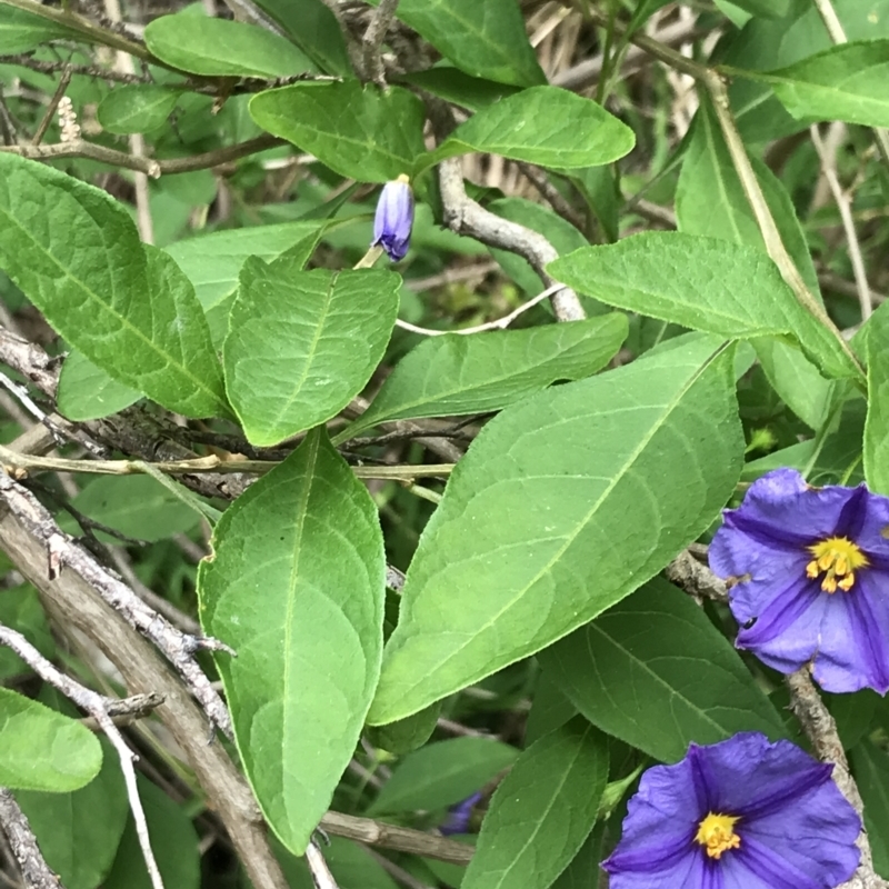 Lycianthes rantonnetii