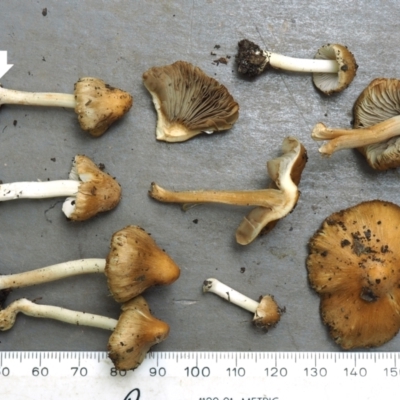 Inocybe mixtilis