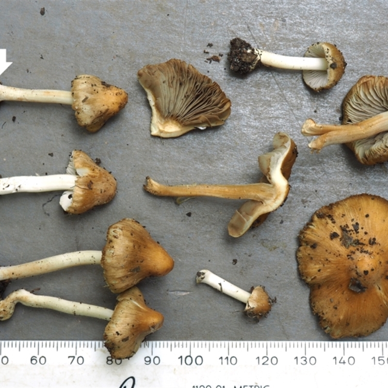 Inocybe mixtilis