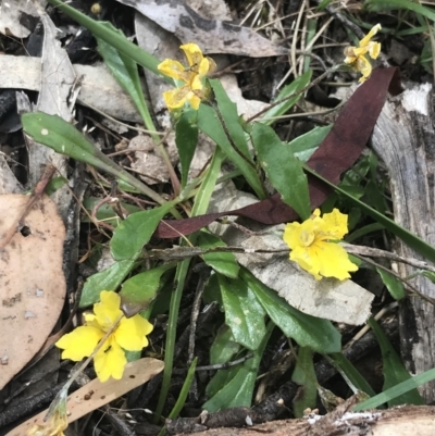 Goodenia blackiana