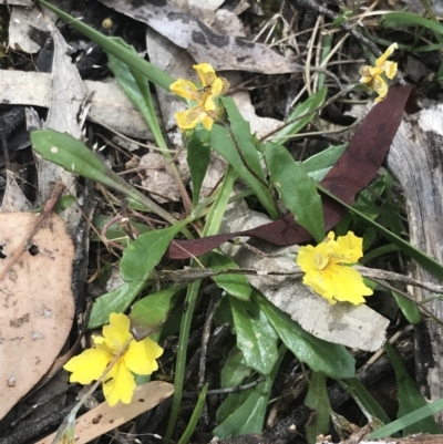 Goodenia blackiana