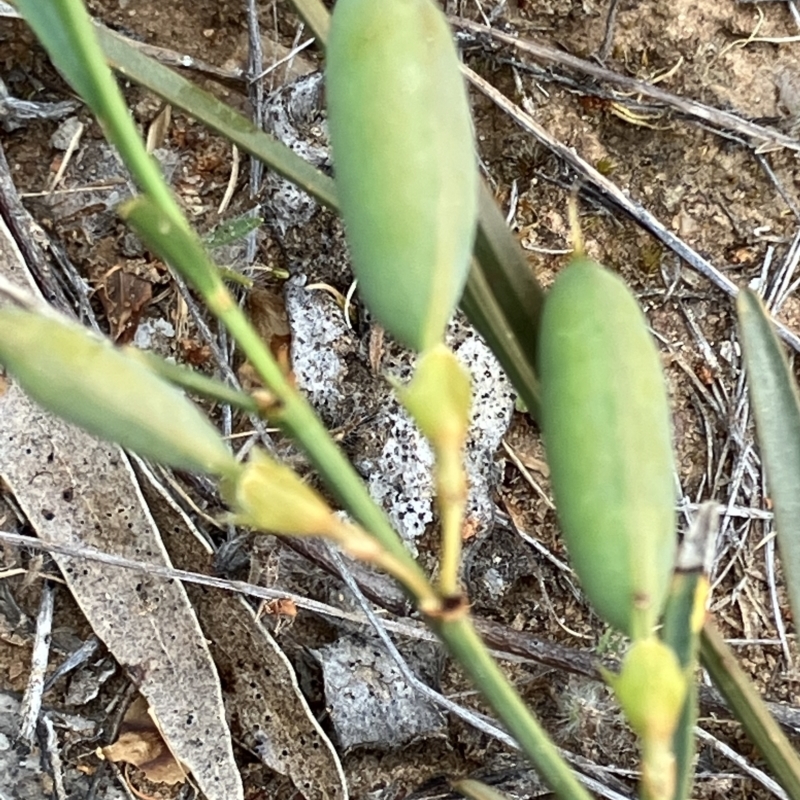 Templetonia stenophylla