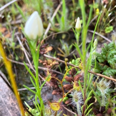 Rhodanthe corymbiflora