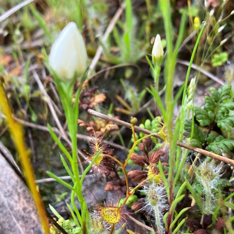 Rhodanthe corymbiflora