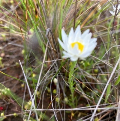 Rhodanthe corymbiflora