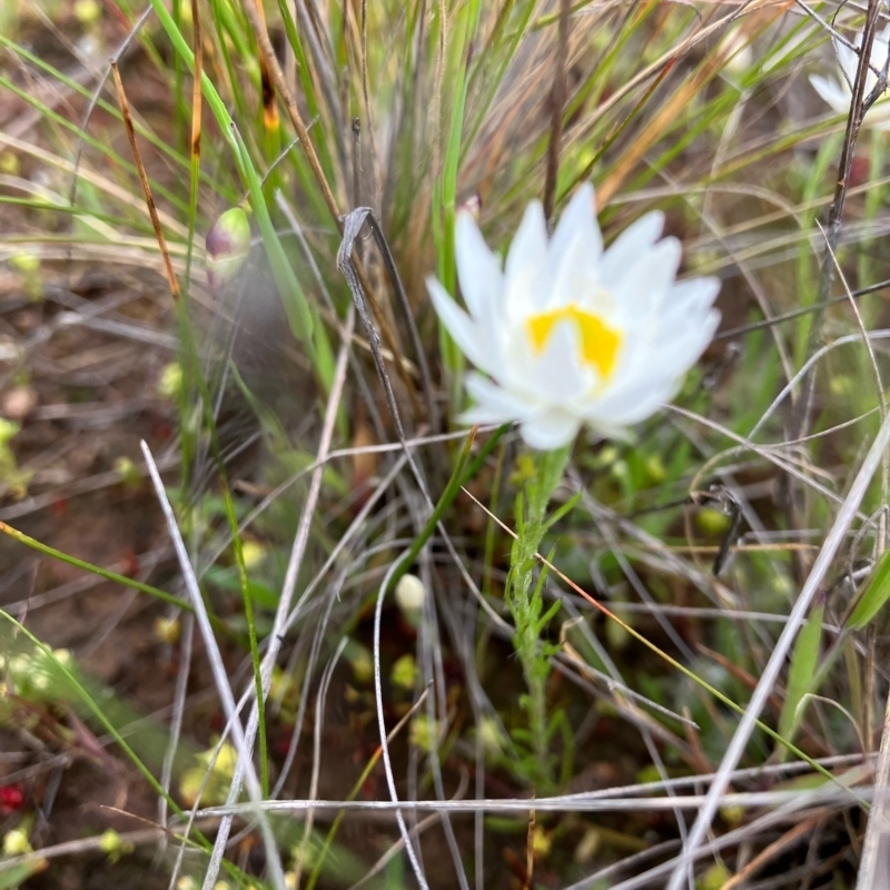 Rhodanthe corymbiflora