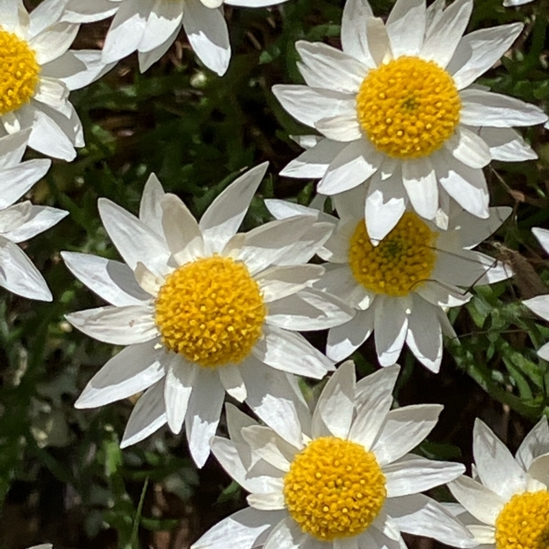 Rhodanthe corymbiflora