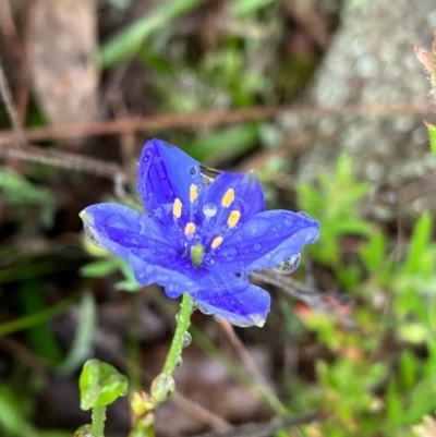 Chamaescilla corymbosa