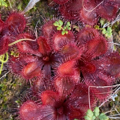 Drosera abberans