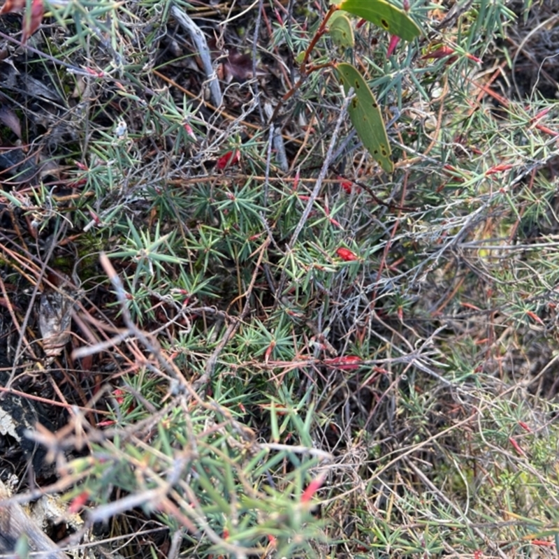 Stenanthera conostephioides