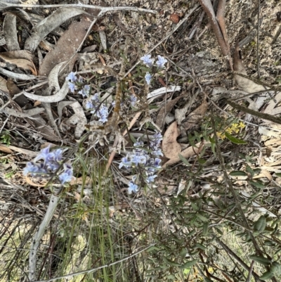 Pigea floribunda