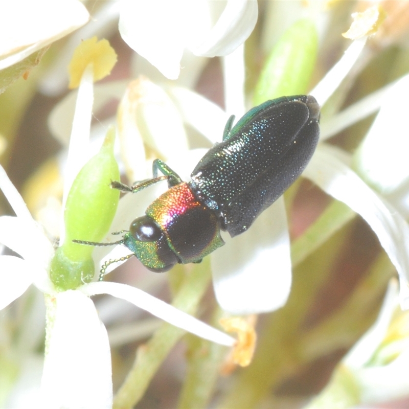 Neocuris gracilis