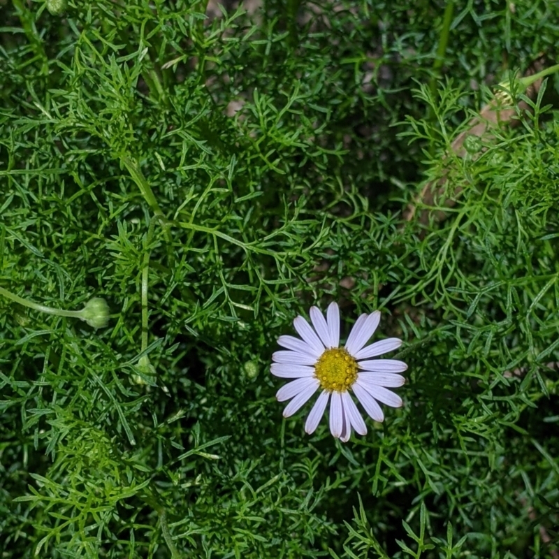 Brachyscome multifida