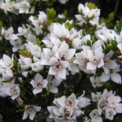 Boronia citriodora