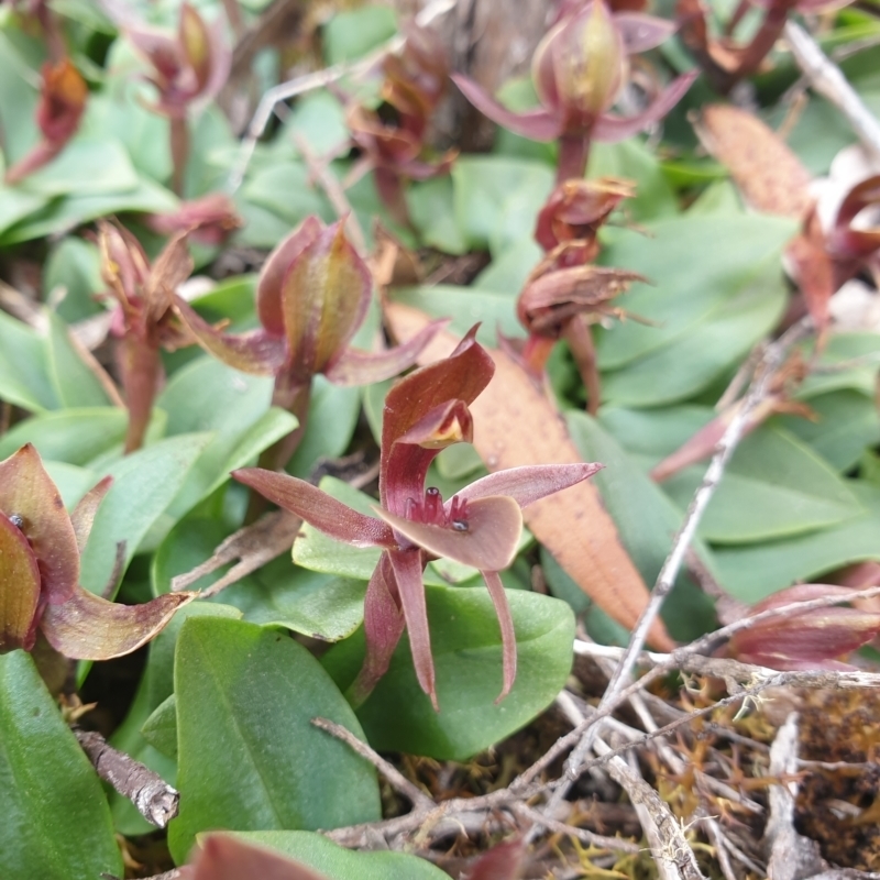 Chiloglottis triceratops