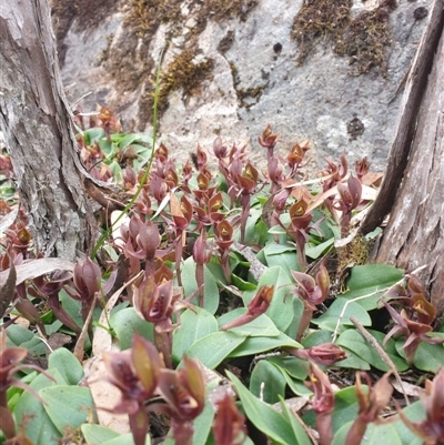 Chiloglottis triceratops